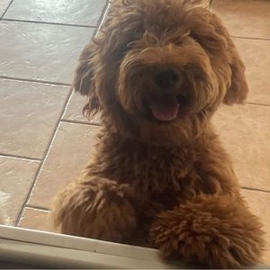 Meet your Posher, Adam